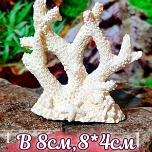 Коралл Кори