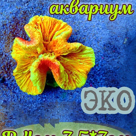 Коралл Симфилия мини