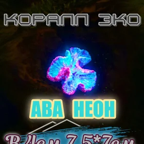 Коралл Симфилия мини неон