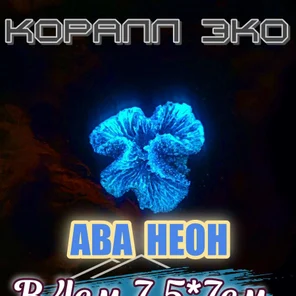 Коралл Симфилия мини неон