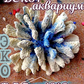 Коралл Монтипора