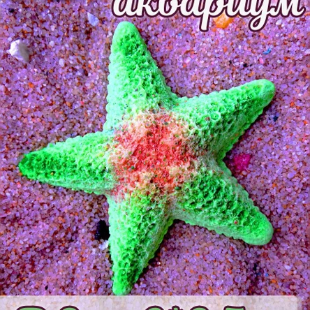 Звезда Морская