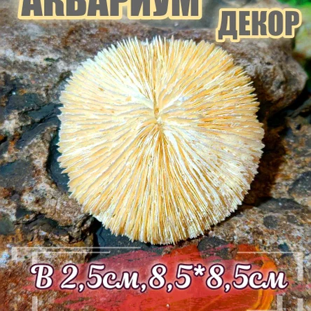 Коралл Фунгия