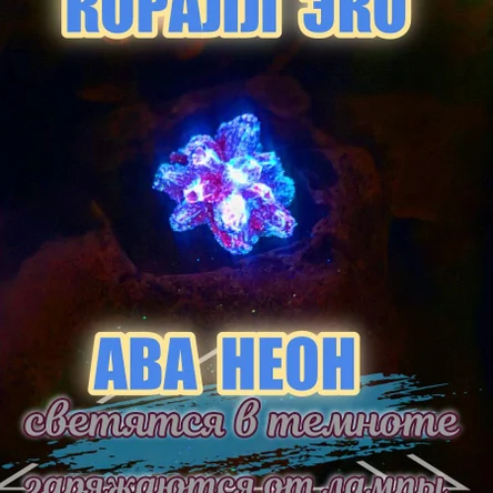Коралл Балянус мини неон
