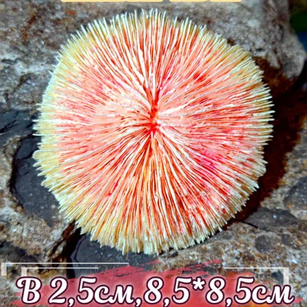 Коралл Фунгия