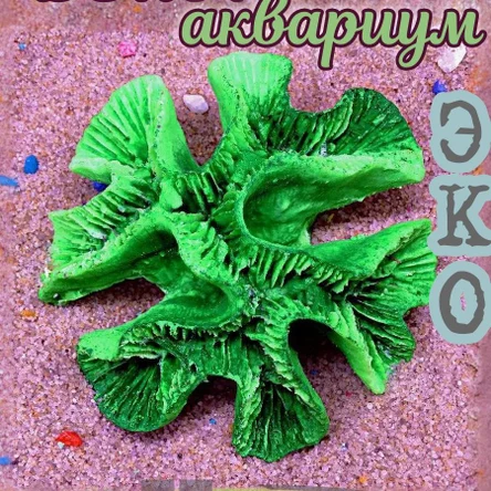 Коралл Симфиллия