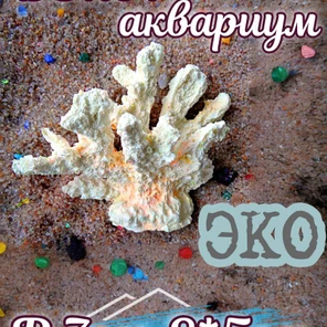 Коралл Кора