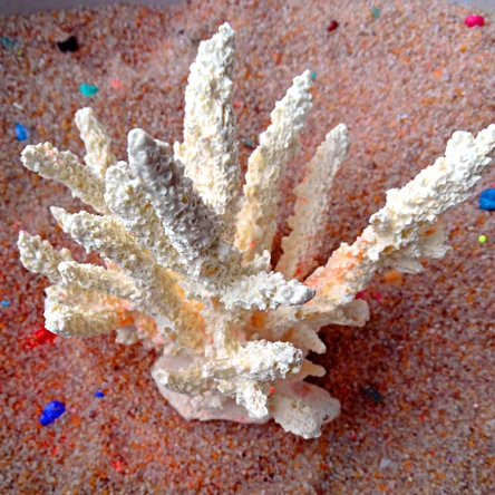 Коралл Римера