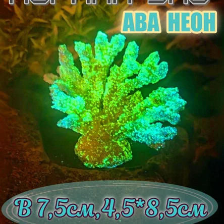 Коралл Веер мини неон