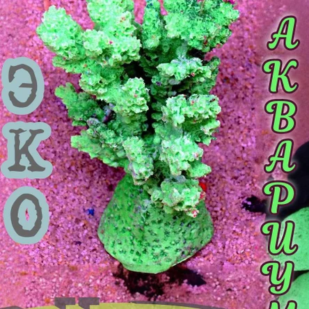 Коралл Мони