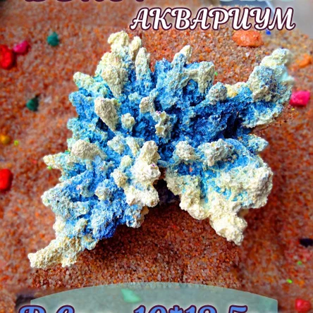 Коралл Агарицида